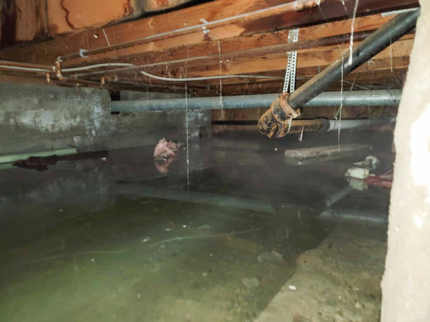 Best Flood damage cleanup  in Lock Haven, PA